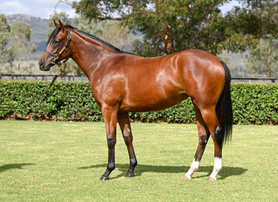 Lot 320: King's Legacy / Pure Elegance (IRE)