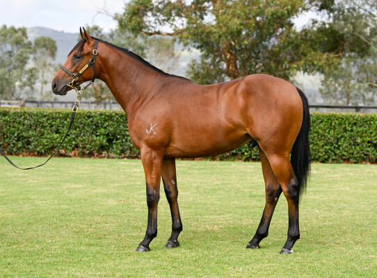 Lot 390: Too Darn Hot (GB) / Saunter