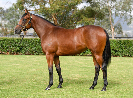 Lot 416: Too Darn Hot (GB) / Sheza Flyer (NZ)