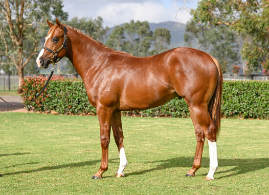 Lot 432: Castelvecchio / Silk Sheets