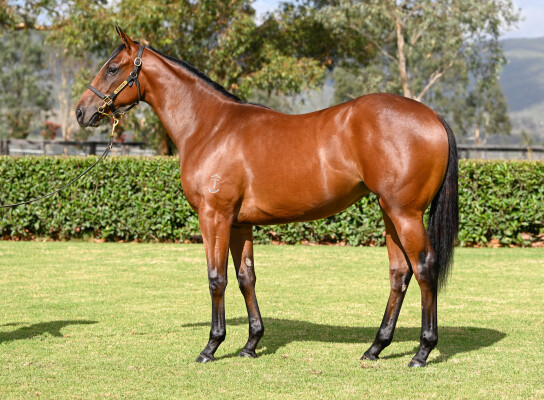 Lot 436: Wild Ruler / Skillet