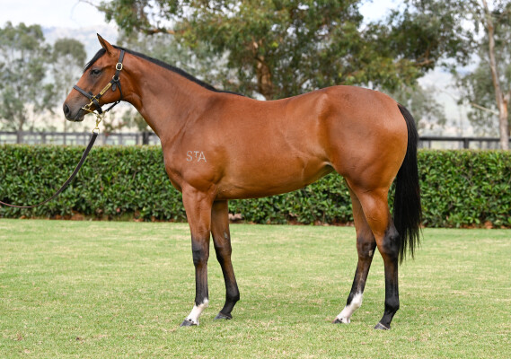 Lot 459: Starspangledbanner / Spirited Princess
