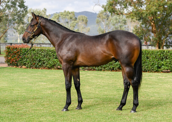 Lot 466: Justify (USA) / Stockton Abbey