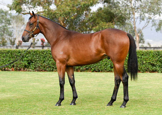 Lot 484: King's Legacy / Susan B Anthony (IRE)