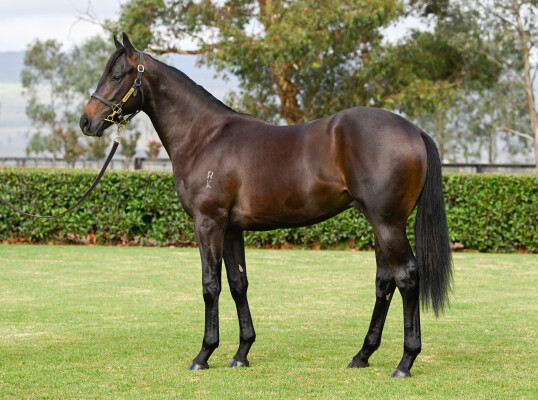 Lot 535: Xtravagant (NZ) / Tupancy Links (USA)