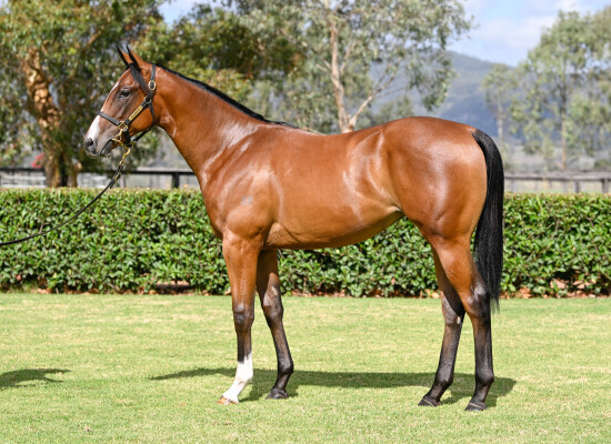 Lot 586: Justify (USA) / Wooing (IRE)