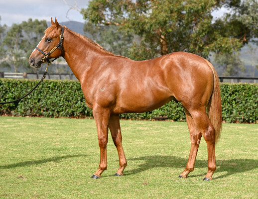 Lot 663: Super Seth / Beauty Prize (NZ)