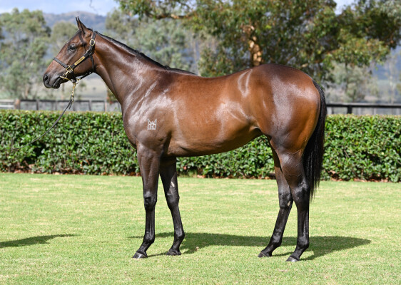 Lot 686: In the Congo / Buffy