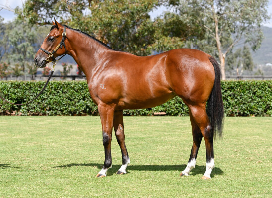 Lot 719: Starspangledbanner / Ciarlet