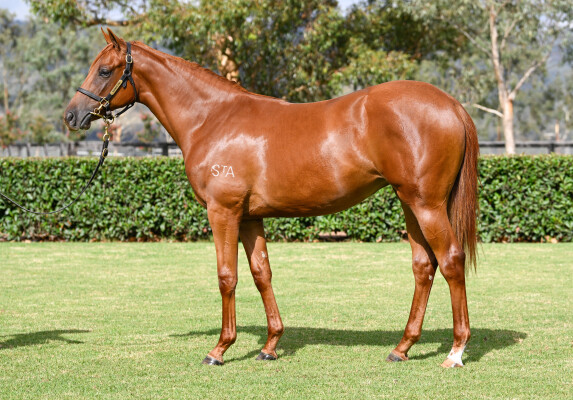 Lot 792: Anamoe / Exabelle