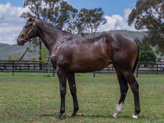 Lot 257: Pierata / Nuptials