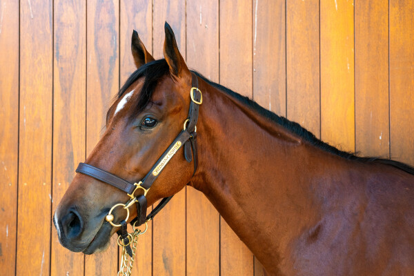 Lot 24: Hellbent / Gaze at Me