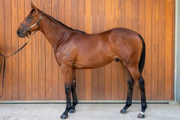 Lot 295: Portland Sky / Penglase