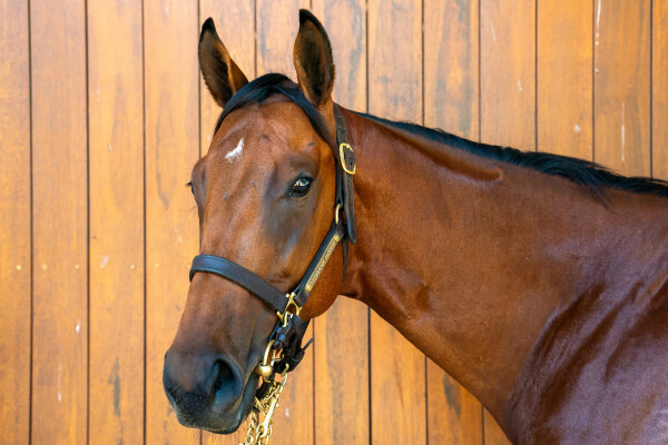 Lot 295: Portland Sky / Penglase