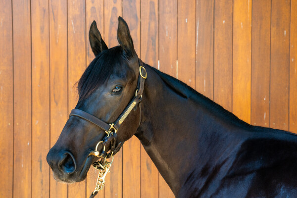 Lot 407: Portland Sky / Shahdaroba