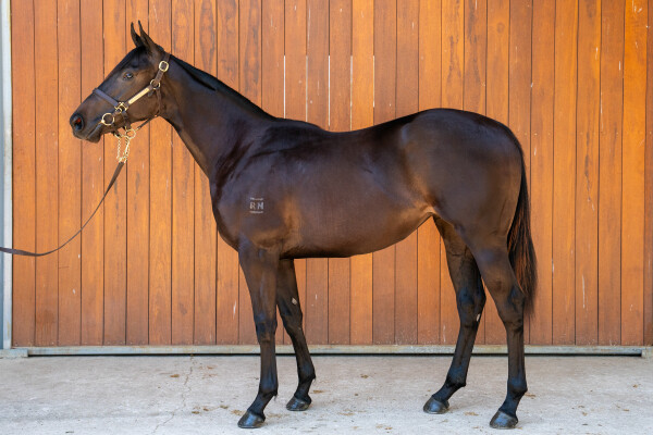 Lot 407: Portland Sky / Shahdaroba