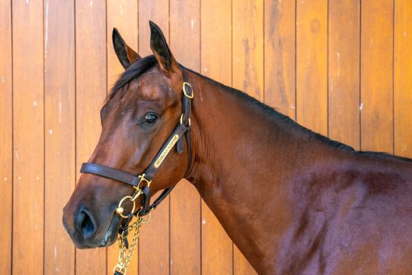 Lot 445: Tassort / Snowbrook