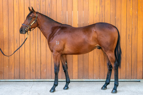 Lot 445: Tassort / Snowbrook