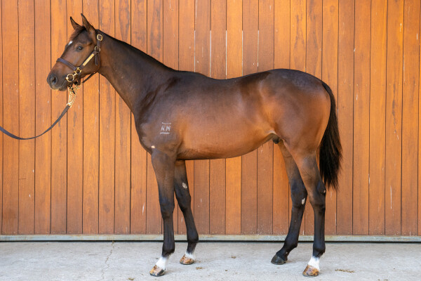 Lot 515: Supido / Third Eye