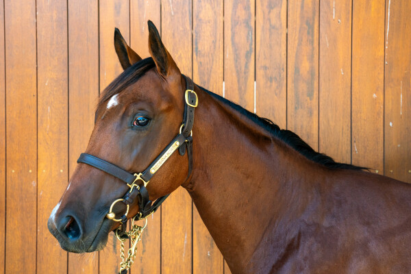 Lot 545: Tiger of Malay / Unfazed