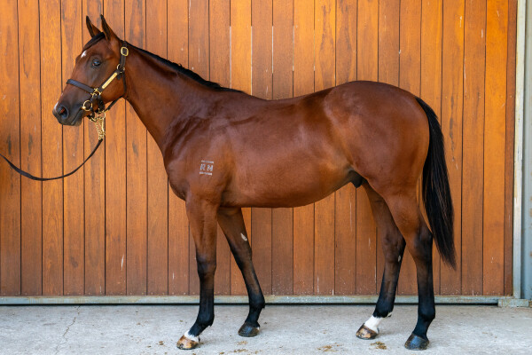 Lot 545: Tiger of Malay / Unfazed