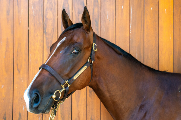 Lot 787: State of Rest (IRE) / Estoril Park