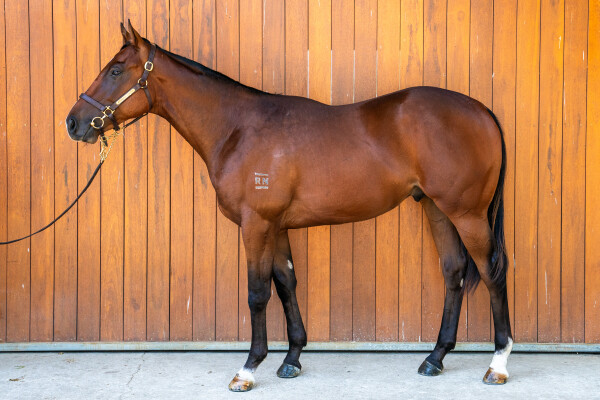Lot 787: State of Rest (IRE) / Estoril Park