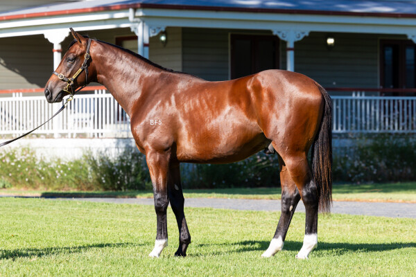 Lot 139: Churchill (IRE) / Lilakai