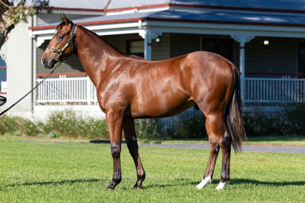 Lot 186: All Too Hard / Mimbi Magic