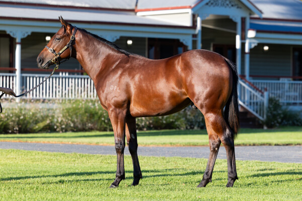 Lot 703: Pierata / Causeway Girl