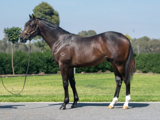 Lot 30: Grunt (NZ) / Gibraltar Girl