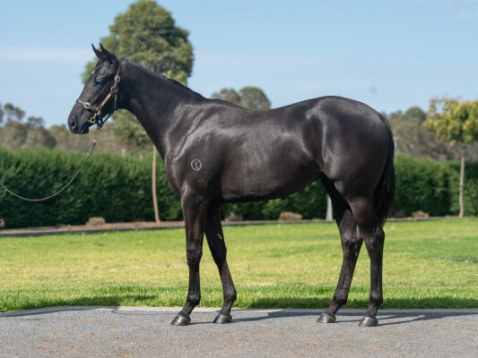 Lot 48: Diatonic (JPN) / Gregers