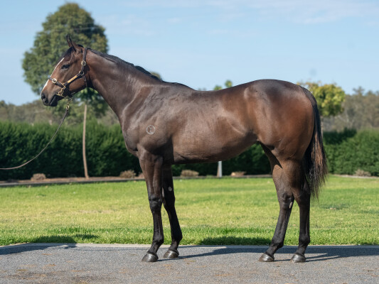 Lot 198: Pierata / Miss Gundy