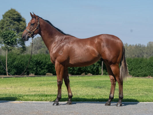 Lot 210: Justify (USA) / Mokulua