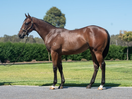 Lot 249: Written Tycoon / Night Express