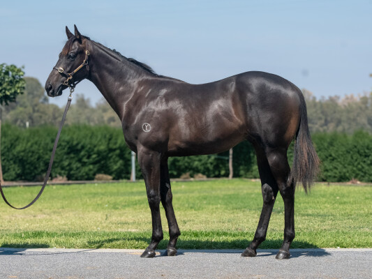 Lot 265: Alabama Express / Older Than Time