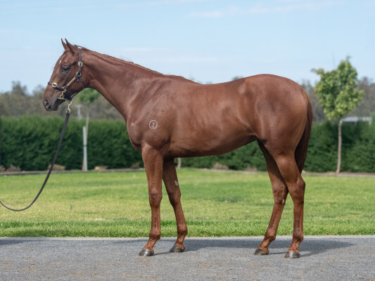 Lot 268: All Too Hard / One Fornana Rhodes