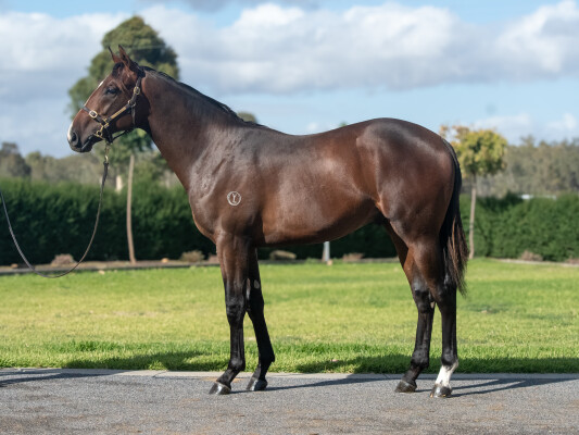 Lot 276: Alabama Express / Oriental Ruby