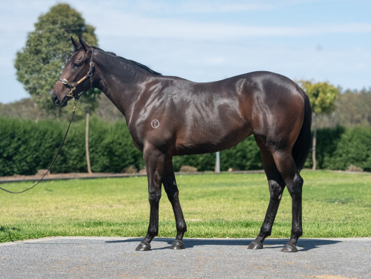 Lot 403: Lucky Vega (IRE) / Sensationalisation