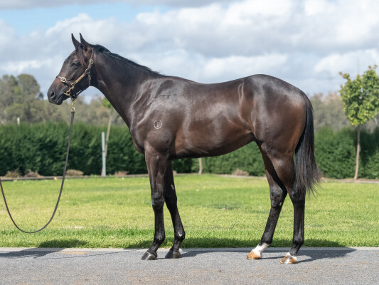 Lot 438: Diatonic (JPN) / Smart as You Think
