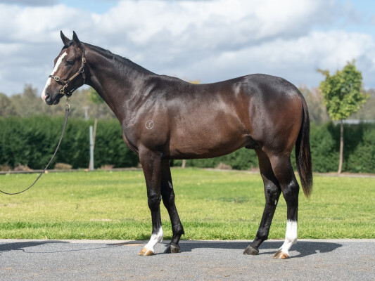 Lot 443: Grunt (NZ) / Snitcat