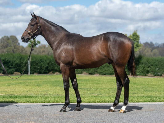 Lot 483: Alabama Express / Surething to Win