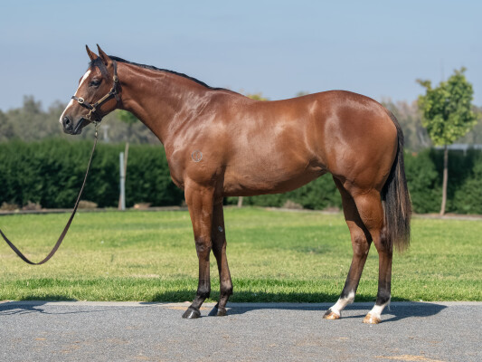 Lot 516: Tagaloa / Thoughtfilly