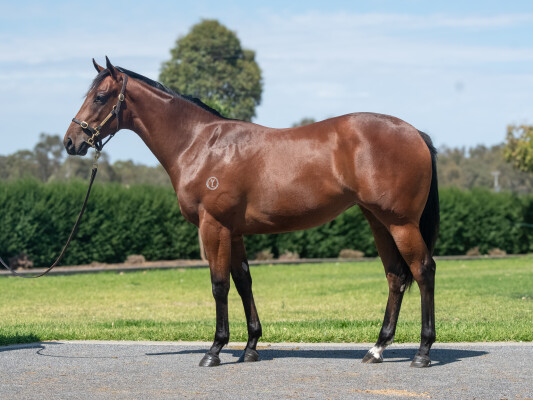 Lot 567: Pierata / Waitingfortheday