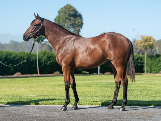 Lot 594: Alabama Express / Zaina Rizeena (GB)