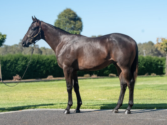 Lot 612: Diatonic (JPN) / Accepting (IRE)