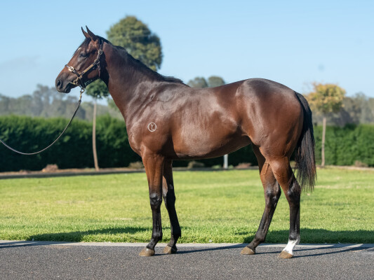 Lot 661: Lucky Vega (IRE) / Beach Belle (GB)