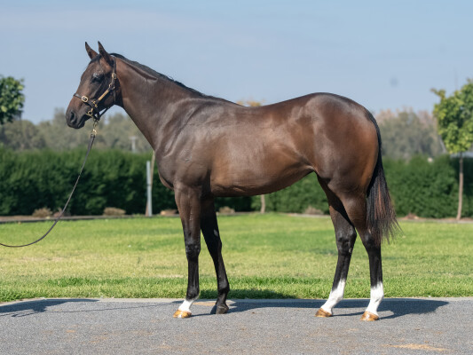 Lot 683: Alabama Express / Bright Comet