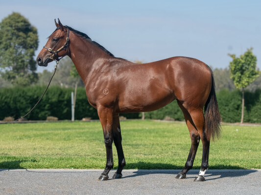 Lot 707: Alabama Express / Centrefire