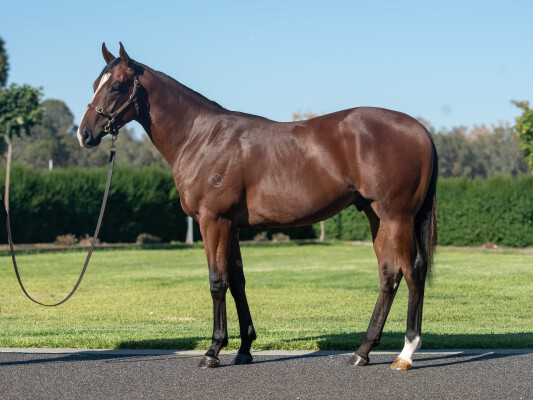 Lot 713: Alabama Express / Cheloon